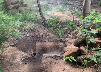 Ossada humana é encontrada em área de mata no Sul do Piauí; polícia investiga