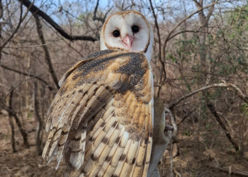 Dia Mundial da Vida Selvagem: Semarh destaca atendimento a 156 animais vítimas de tráfico e maus-tratos