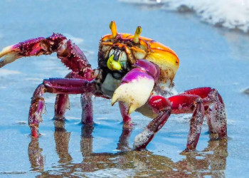 Defeso do caranguejo-uçá, que inicia neste domingo (18), reforça proteção dos manguezais do Piauí em 2026; entenda