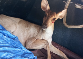 BPA resgata cerva em área urbana da zona Sul de Teresina