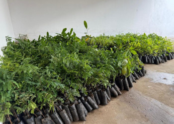Semarh inicia calendário 2026 com distribuição de 11 mil mudas frutíferas e nativas no Piauí