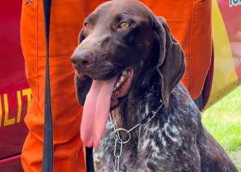 Novo cão perito chega ao Piauí para atuar em operações de localização de corpos