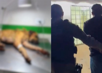 Homem é preso após tentar matar cachorro a pauladas no Piauí; animal foi resgatado e adotado