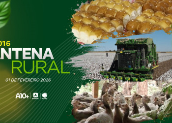 Fazenda mais antiga do Piauí, safra do pequi, galinha como pet e muito mais: assista ao Antena Rural (01.02.26)