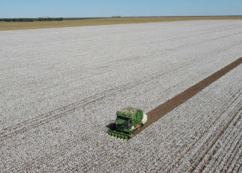 Tecnologia, manejo qualificado e estratégias de plantio: conheça a produção de algodão em Baixa Grande do Ribeiro-PI