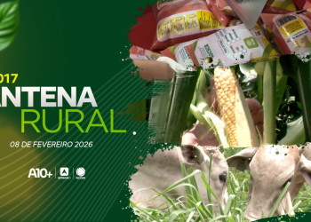 Produção de milho, criação de gado e muito mais: assista ao Antena Rural deste dia 08.02.26