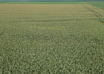 Uruçuí cresce com o plantio de milho e se consolida como força do agronegócio no Piauí; VÍDEO!