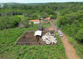 Sistema TIP: conheça o modelo produtivo que transforma a pecuária de corte em Timon (MA); VÍDEO!