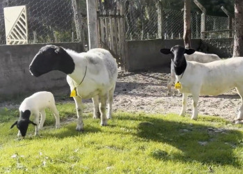 Melhoramento genético e tecnologia impulsionam criação de ovinos Dorper no interior do Piauí; assista!