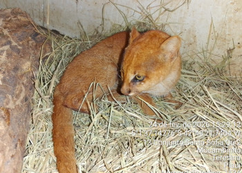 Gato-mourisco vítima de atropelamento é resgatado próximo a rodovia no interior do Piauí