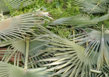 Artesanato com palha de carnaúba gera renda para mulheres em comunidade rural de Altos, Piauí; VÍDEO!