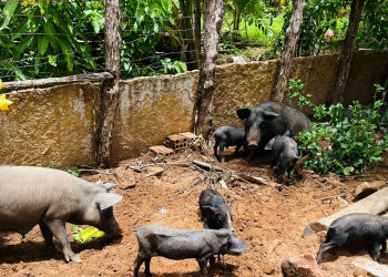 Adapi adota medidas sanitárias e controla foco de peste suína clássica no Piauí