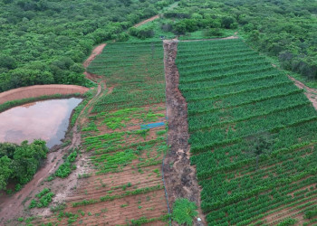 Operação policial encontra plantação com 115 mil pés de maconha no interior do Piauí