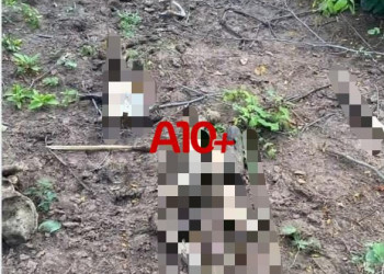 Ossada humana é encontrada por populares em área de matagal no interior do Piauí