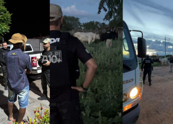 Operação Porteira Fechada recolhe animais soltos em rodovia no Sul do Piauí