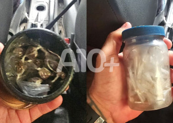 Polícia Militar apreende droga escondida em frascos sob arbustos no litoral do Piauí