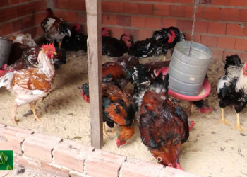 Originalmente brasileira, com grande porte e peso de até 6kg: conheça a Galinha Balão, criada para alimentar grandes famílias