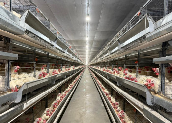 Com apoio da Investe Piauí, grupo amplia cadeia agroindustrial e diversifica produção de soja, milho e ovo no Cerrado