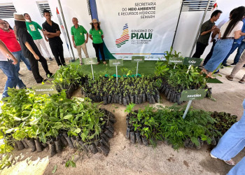 Piaui ultrapassa 3,6 milhões de mudas nativas e frutíferas distribuídas; o equivalente a mais de 3 mil campos de futebol