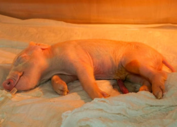 Pesquisadores brasileiros criam 1º porco clonado da América Latina; órgãos do animal serão doados para o SUS
