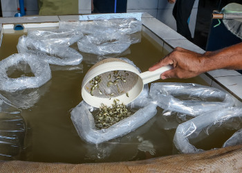 SAF entrega mais de 250 mil alevinos a 2.300 famílias e fortalece piscicultura em oito municípios do Piauí