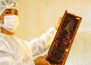 Do sertão para o mundo: produção de mel no Piauí transforma realidade de agricultores familiares com aumento das exportações