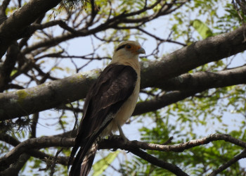 Pesquisa inédita identifica 115 espécies de aves em Teresina; UFPI destaca importância dos parques urbanos para conservação da avifauna