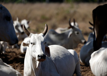 Preço da carne não deve baixar no Brasil mesmo com veto da União Europeia às exportações