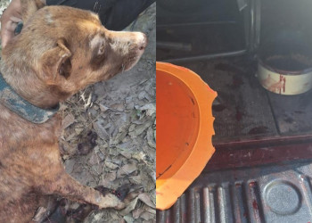 Polícia Militar prende homem por maus-tratos após cão ser arrastado por veículo em Teresina