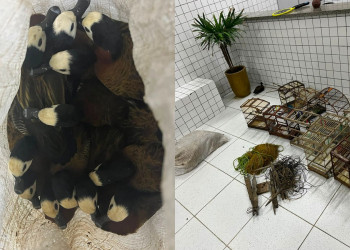 Após denúncias, operação apreende 40 aves silvestres no Norte do Piauí; mulher foi conduzida