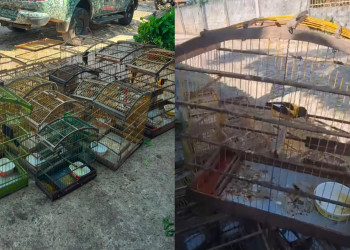 Polícia Militar resgata 16 aves silvestres mantidas ilegalmente em cativeiro no Povoado Boa Hora, na zona rural de Teresina