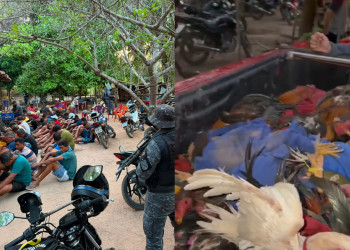 Operação da PM desmancha rinha de galo, prende dono e apreende mais de 50 aves em Timon, Maranhão
