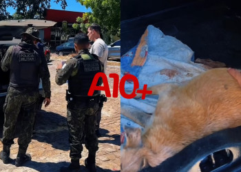 Tutor de cachorro é preso suspeito de maus-tratos em Teresina; animal morreu logo após o resgate