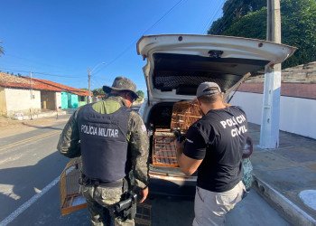 PMPI e Polícia Civil resgatam 12 aves silvestres em operação contra crimes ambientais em Parnaíba