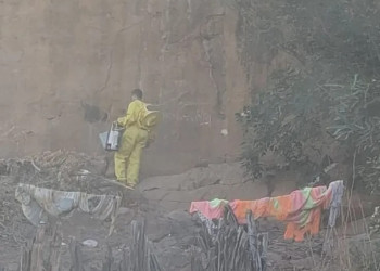 Cadela morre após ataque de abelhas; bombeiros resgatam mãe e bebê em Oeiras, Piauí