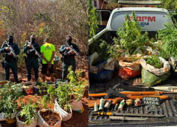 PM apreende 77 mudas de maconha e armas no interior do Piauí
