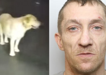 Cachorro leva policiais até tutor após tentativa de fuga inusitada; veja vídeo
