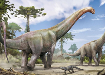 Dinossauro de 20 metros é descoberto em escavação para obra no Maranhão