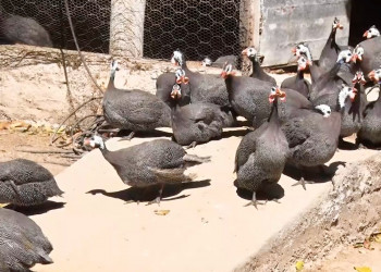 Criação de aves e animais transforma rotina de famílias e movimenta economia na zona rural de Altos