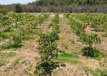 Empresário investe na produção de goiaba tailandesa e abastece mercado local no Piauí; assista!