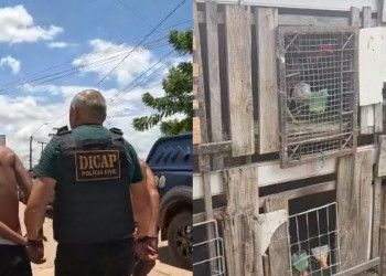 Polícia prende dois foragidos, fecha rinha de galo e apreende aves em Timon