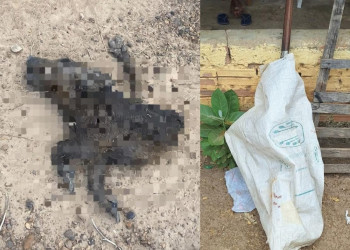 Homem é baleado pelo tio durante discussão por causa de animais no Piauí