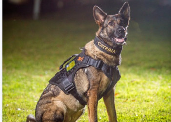 Morre K9 Catrina, cadela policial que atuava no combate à criminalidade no Piauí