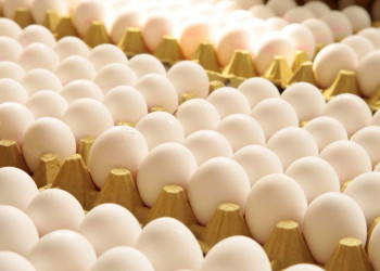 Piauí registra crescimento recorde na produção de ovos e supera 35 milhões de dúzias, diz IBGE