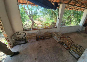Fiscalização apreende aves silvestres criadas ilegalmente em casa no litoral do Piauí