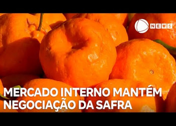 Mercado interno de citros mantém a negociação da safra 2025/2026