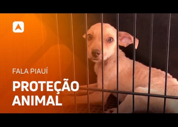 Projeto de lei propõe a proibição da eutanásia em cães e gatos no Piauí