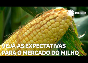 Saiba quais são as expectativas para o mercado do milho