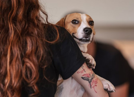 Violência doméstica barra guarda de pets: entenda nova lei de custódia de animais em divórcios