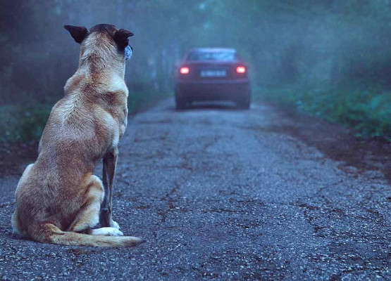 Câmara aprova suspensão da carteira de motorista de quem abandona animal na rua no Brasil